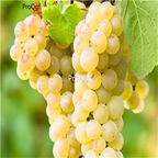 19usd Ngryise 3000Pcs A Set white crystal grape seed