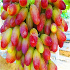 19usd Ngryise 3000Pcs A Set Beauty Finger Grape purple green seed