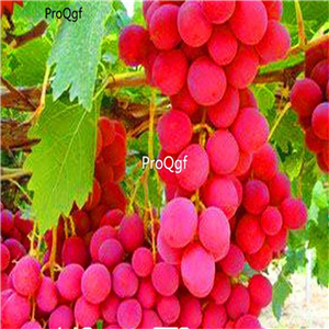 19usd Ngryise 3000Pcs A Set Rose Red Round Grape seed