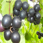 19usd Ngryise 3000Pcs A Set Muscadine Grape  seed