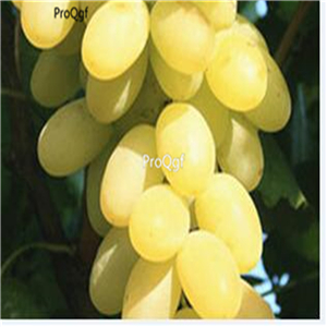 19usd Ngryise 3000Pcs A Set light yellow Grape seed