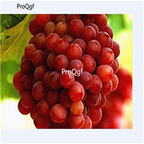 19usd Ngryise 3000Pcs A Set dark red Grape seed