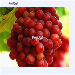 19usd Ngryise 3000Pcs A Set dark red Grape seed