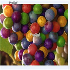 19usd Ngryise 3000Pcs A Set colorful Grape seed