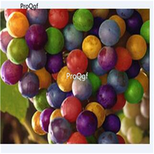 19usd Ngryise 3000Pcs A Set colorful Grape seed