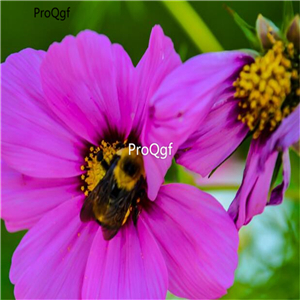 19usd Ngryise 8000Pcs A Set Bumble Bee On A Pink Wild Flower  fengshihua seed