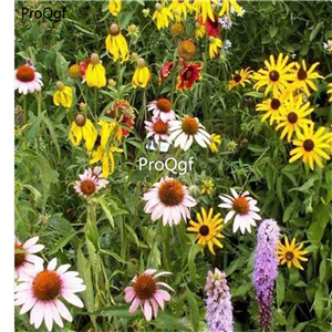 19usd Ngryise 8000Pcs A Set hot weather use wild flower mixed seed