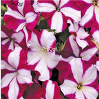 19usd Ngryise 8000Pcs A Set American Native Wild petunia seed