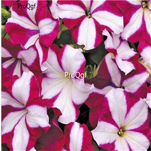 19usd Ngryise 8000Pcs A Set American Native Wild petunia seed
