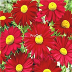 19usd Ngryise 6000Pcs A Set MICHIHILI dahlia flower  seed
