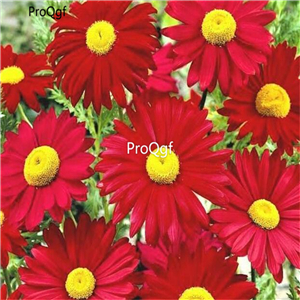 19usd Ngryise 6000Pcs A Set MICHIHILI dahlia flower  seed