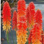 19usd Ngryise 8000Pcs A Set Kniphofia Uvaria red poker flower huoju seed