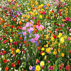 19usd Ngryise 8000Pcs A Set suitable every season many species wild flower seed