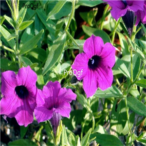19usd Ngryise 8000Pcs A Set wild petunia seed