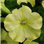 19usd Ngryise 8000Pcs A Set Sophistica Lime Green petunia seed