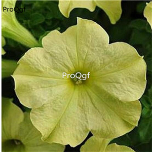 19usd Ngryise 8000Pcs A Set Sophistica Lime Green petunia seed