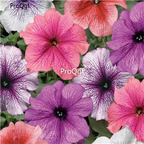 19usd Ngryise 8000Pcs A Set Hanging mixed random petunia seed