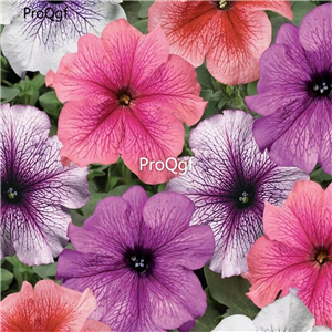 19usd Ngryise 8000Pcs A Set Hanging mixed random petunia seed