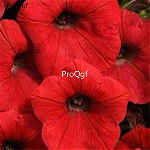 19usd Ngryise 8000Pcs A Set  Shock Wave Red petunia seed