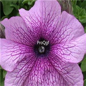 19usd Ngryise 8000Pcs A Set GRANDIFLORA PRISM DEWBERRY petunia seed