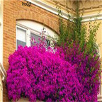 19usd Ngryise 8000Pcs A Set Hanging Purple Petunia seed