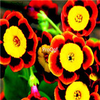 19usd Ngryise 8000Pcs A Set Liesl Tri color Rare Petunia seed