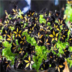 19usd Ngryise 8000Pcs A Set black yellow stripe Star Petunia  seed