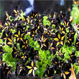 19usd Ngryise 8000Pcs A Set black yellow stripe Star Petunia  seed