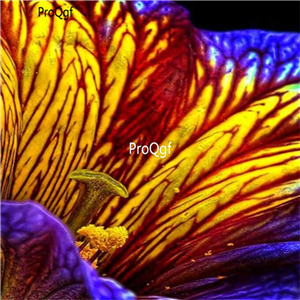 19usd Ngryise 8000Pcs A Set rainbow stripe Petunia seed