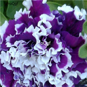 19usd Ngryise 8000Pcs A Set purple white double Petunia seed