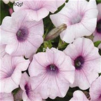 19usd Ngryise 8000Pcs A Set Shock Wave Pink Vein petunia seed