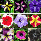 19usd Ngryise 8000Pcs A Set 9 species rare petunia seed