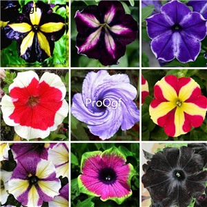 19usd Ngryise 8000Pcs A Set 9 species rare petunia seed