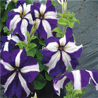19usd Ngryise 8000Pcs A Set Ultra Blue Star petunia seed