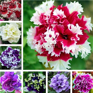 19usd Ngryise 8000Pcs A Set double petal rare mixed petunia seed