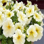 19usd Ngryise 8000Pcs A Set Prism Sunshine petunia seed