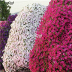 19usd Ngryise 8000Pcs A Set hanging tree series petunia seed