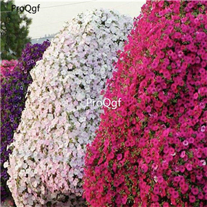 19usd Ngryise 8000Pcs A Set hanging tree series petunia seed