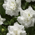 19usd Ngryise 8000Pcs A Set double petal white petunia seed