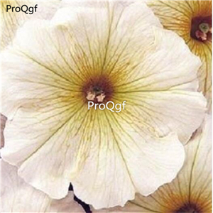 19usd Ngryise 8000Pcs A Set Carpet Butter Cream petunia seed