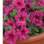 19usd Ngryise 8000Pcs A Set GRANDIFLORA EXPRESSO FRAPPE ROSE petunia seed