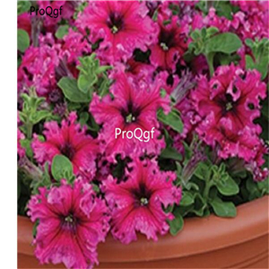 19usd Ngryise 8000Pcs A Set GRANDIFLORA EXPRESSO FRAPPE ROSE petunia seed