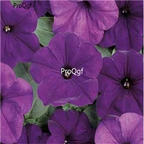 19usd Ngryise 8000Pcs A Set Easy Wave Series Blue petunia seed