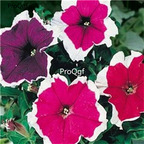 19usd Ngryise 8000Pcs A Set Picotee Mix petunia seed