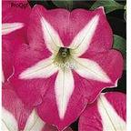 19usd Ngryise 8000Pcs A Set STAR ROSE PETUNIA seed