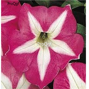 19usd Ngryise 8000Pcs A Set STAR ROSE PETUNIA seed