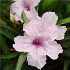 19usd Ngryise 8000Pcs A Set Mexican light pink Petunia  seed