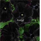 19usd Ngryise 8000Pcs A Set Rare Black Velvet Petunia  seed