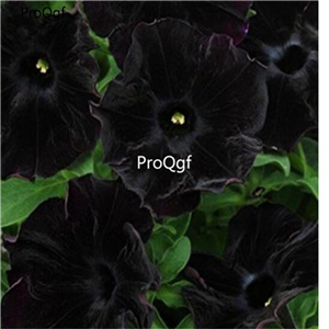 19usd Ngryise 8000Pcs A Set Rare Black Velvet Petunia  seed