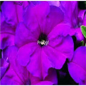 19usd Ngryise 8000Pcs A Set STORM VIOLET petunia seed